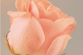 女神节快乐